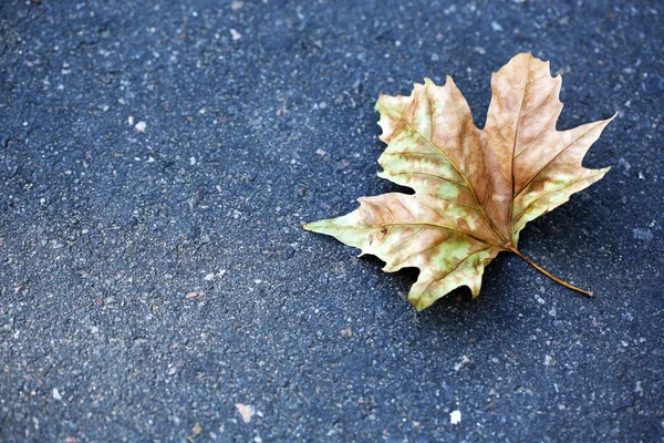 Hoja de otoño sobre asfalto de cerca —  Fotos de Stock