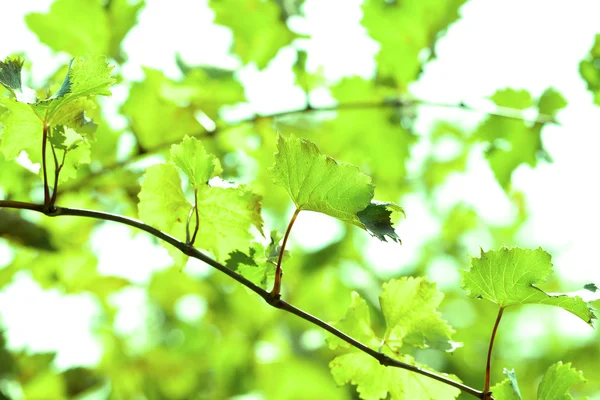 Grape leaves and sun beams — Stock Photo, Image