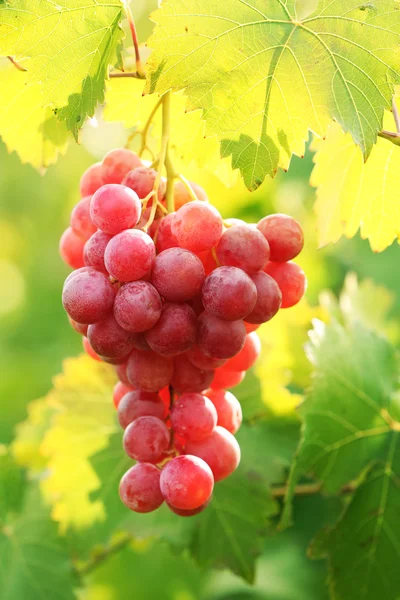 Bunches of ripe grape on plantation closeup — Stock Photo, Image