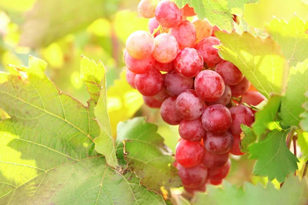 Mazzi di uva matura in piantagione primo piano — Foto Stock