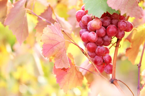 Racimos de uva madura en primer plano plantación — Foto de Stock