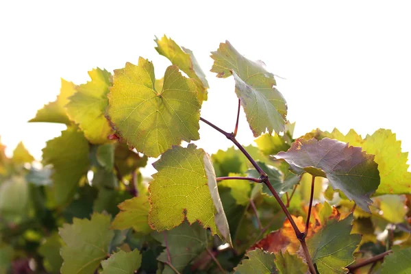 Folhas de uva, close-up — Fotografia de Stock