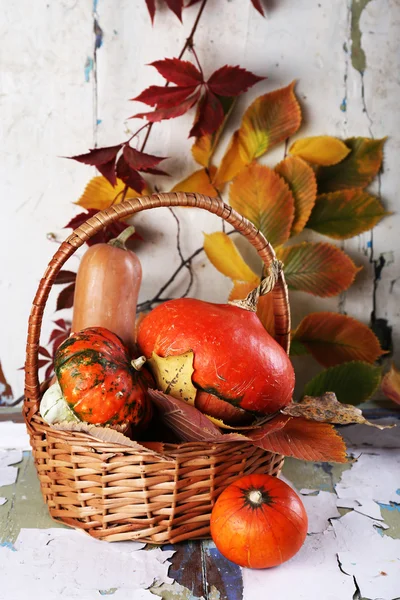 Citrouilles dans un panier en osier — Photo