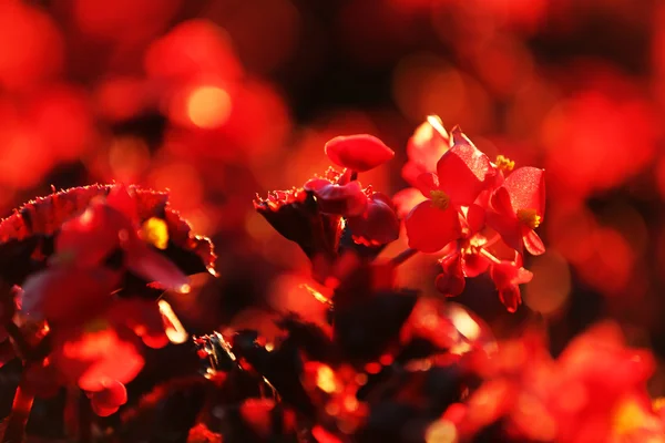 Red Blooming bush — Stock Photo, Image