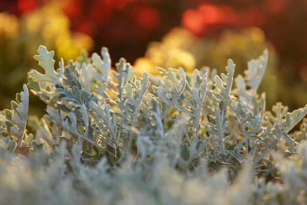 Sfondo della natura — Foto Stock