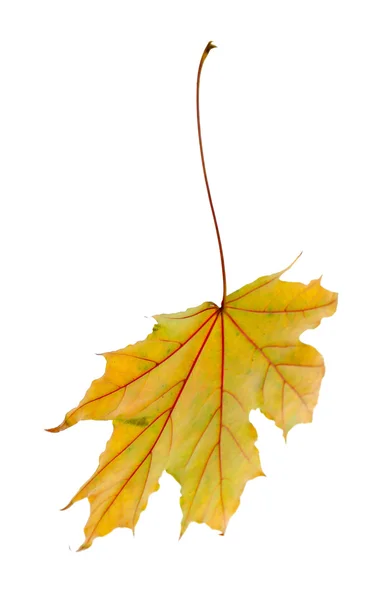 Hermosa hoja de otoño — Foto de Stock