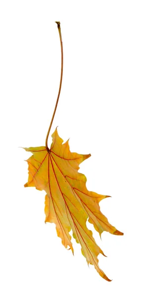 Beautiful Autumn leaf — Stock Photo, Image