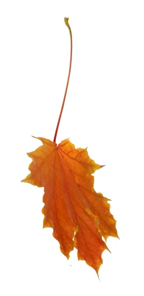 Beautiful Autumn leaf — Stock Photo, Image