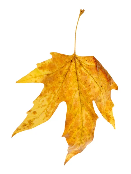 Schönes Herbstblatt — Stockfoto