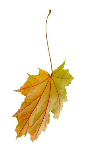 Beautiful Autumn leaf — Stock Photo, Image