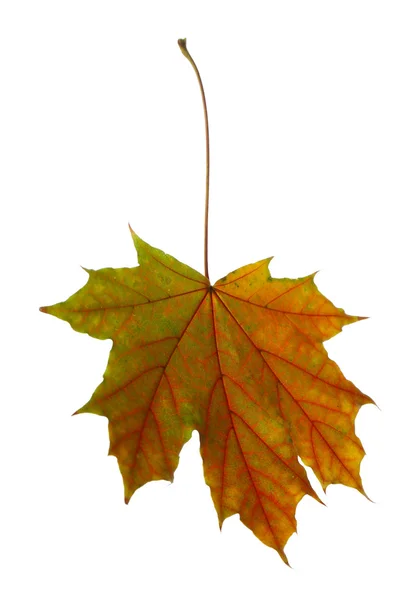 Beautiful Autumn leaf — Stock Photo, Image