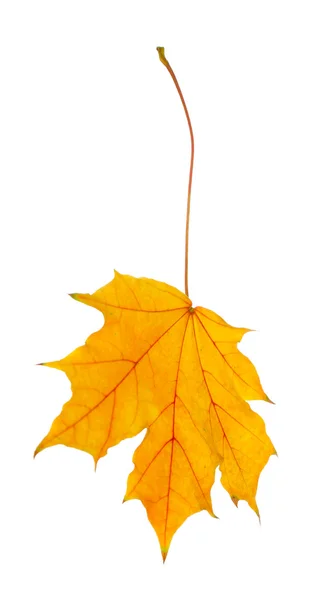 Beautiful Autumn leaf — Stock Photo, Image