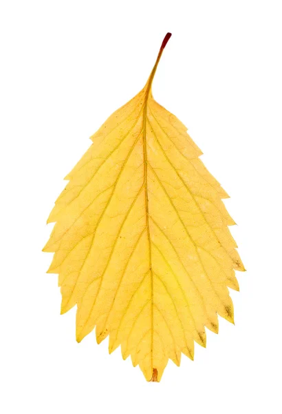 Feuille d'automne jaune — Photo