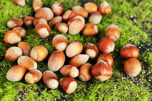 Hazelnuts on green grass — Stock Photo, Image