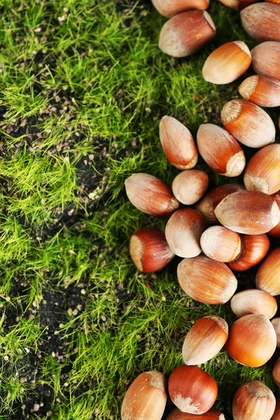 Lískové oříšky na zelené trávě — Stock fotografie