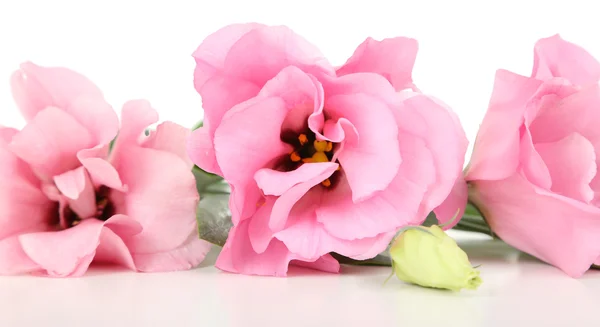 Krásné růžové eustoma izolovaných na bílém — Stock fotografie