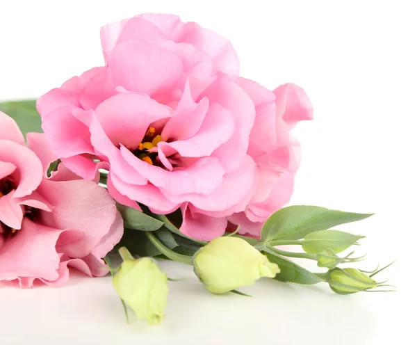 Mooie roze eustoma geïsoleerd op wit — Stockfoto