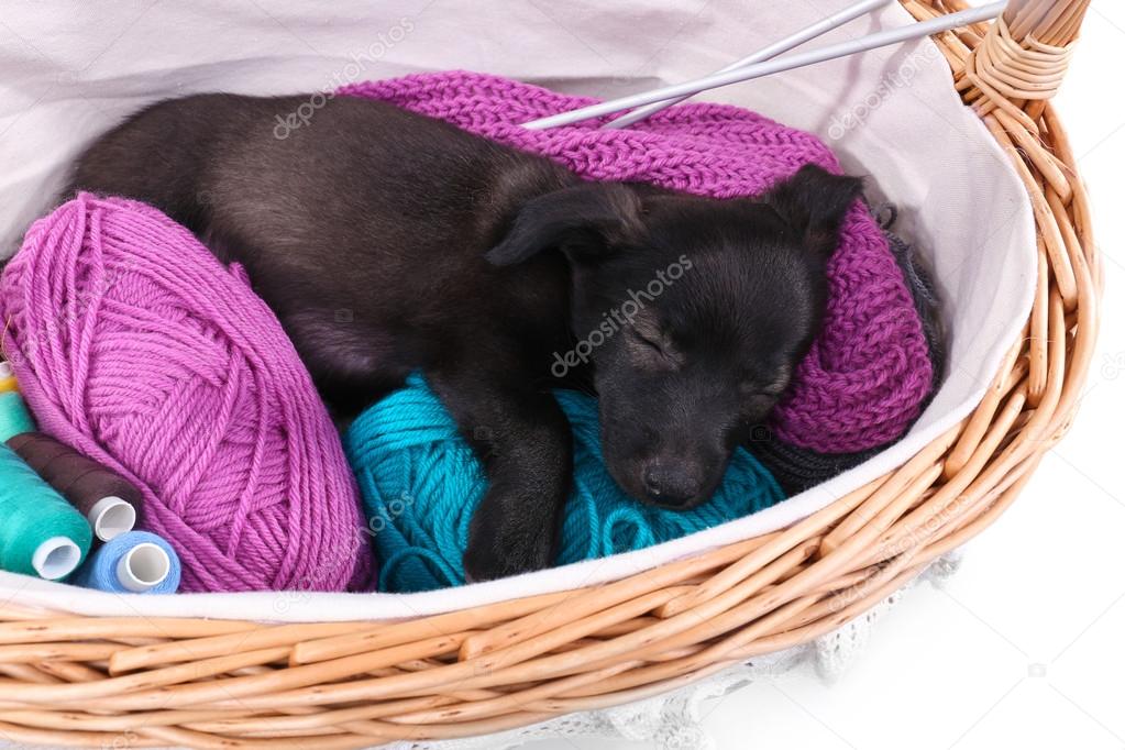 Puppy sleeping in a basket with yarn and thread isolated on white