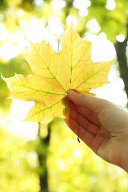 güzel sonbahar yaprak