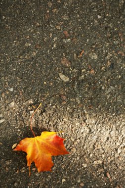 güzel sonbahar yaprak