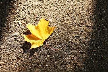 güzel sonbahar yaprak