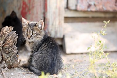 Yavru kedi açık havada