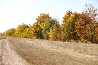 yol ve sonbaharda ağaçlar