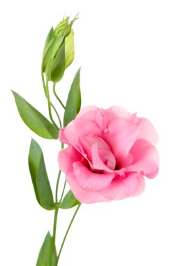 Güzel Eustoma çiçeği beyaza izole edilmiş.