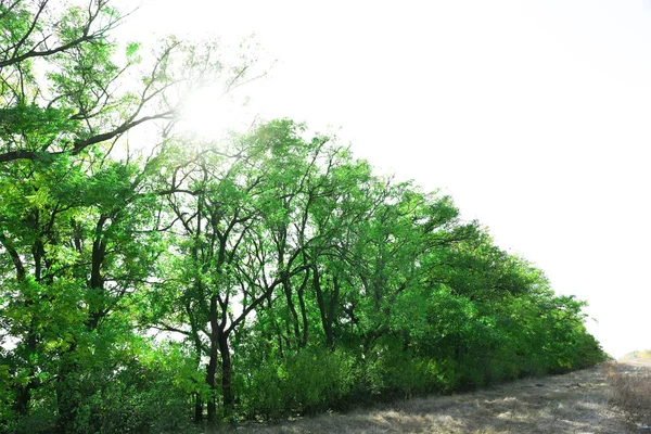 아름다운 푸른 나무들 — 스톡 사진
