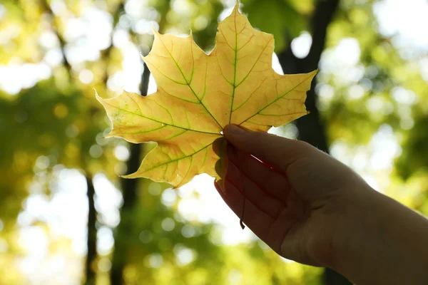 Beautiful autumn leaf — Stock Photo, Image