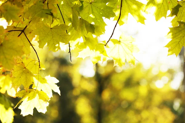 Hermosas hojas de otoño —  Fotos de Stock