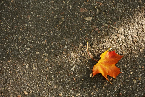 美しい秋の紅葉 — ストック写真