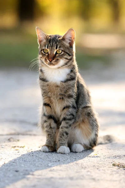 Katze im Freien — Stockfoto