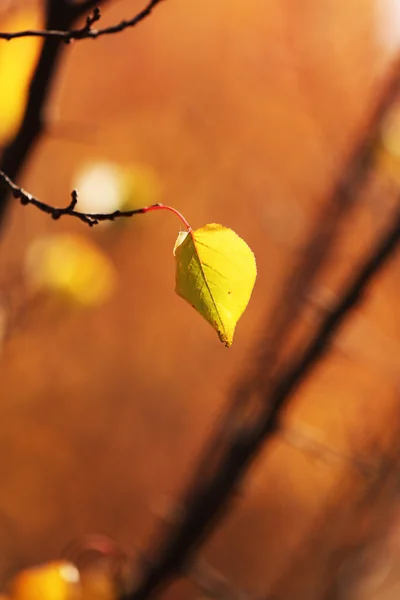 Bella foglia autunnale — Foto Stock