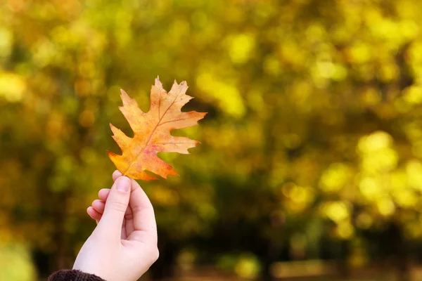 Gyönyörű őszi levél — Stock Fotó