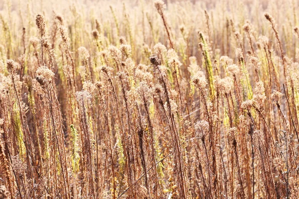 Field plants — Stock Photo, Image