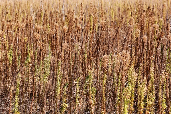 Feldpflanzen — Stockfoto