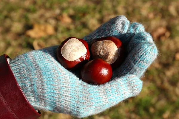 Kestane elinde eldiven el — Stok fotoğraf