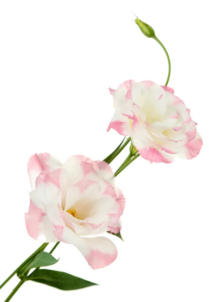 Piękny kwiat eustoma izolowane na białym — Zdjęcie stockowe
