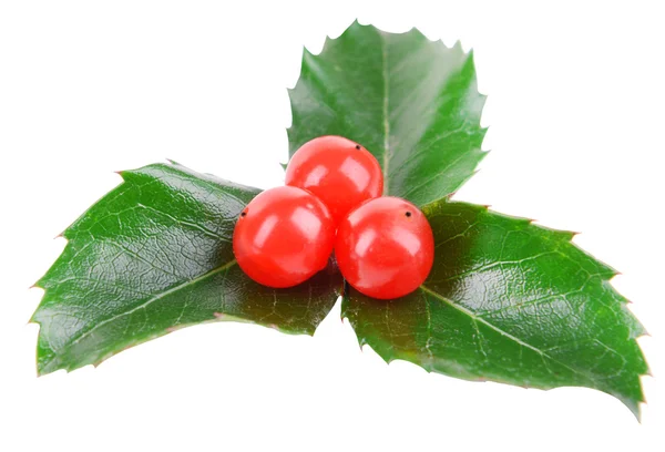 Leaves of mistletoe with berries — Stock Photo, Image