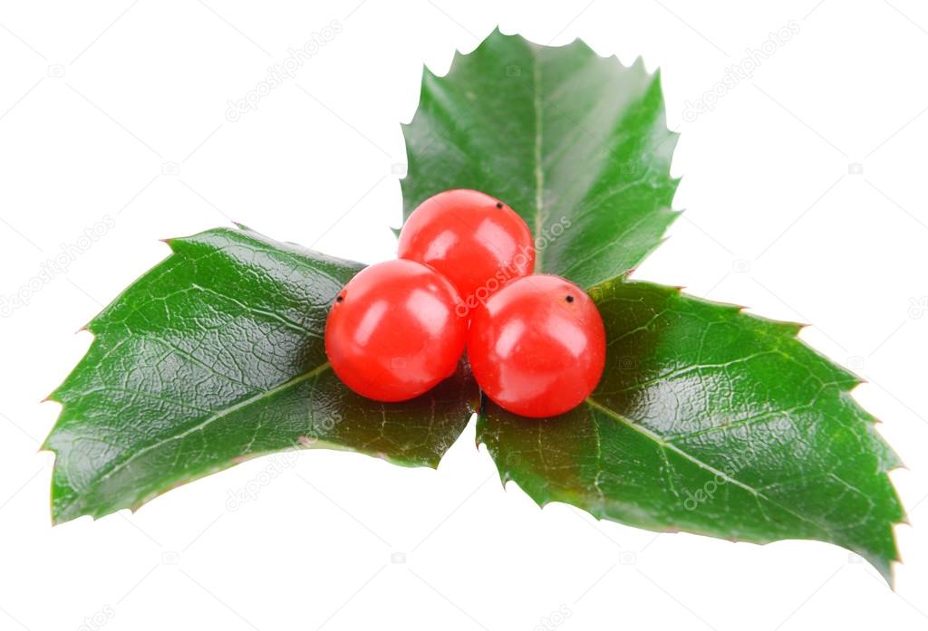 Leaves of mistletoe with berries