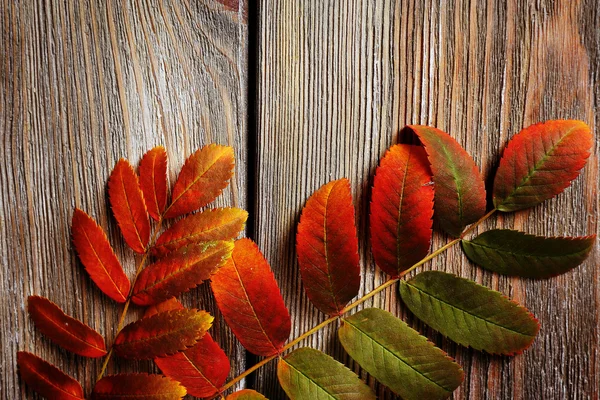 Autumn leaves on brown wooden background — Stock Photo, Image