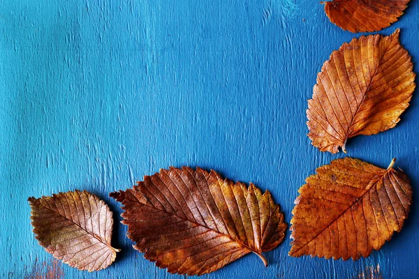 Herbstblätter auf blau — Stockfoto