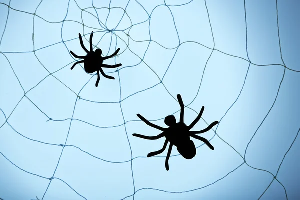 Black Spiders on web — Stock Photo, Image