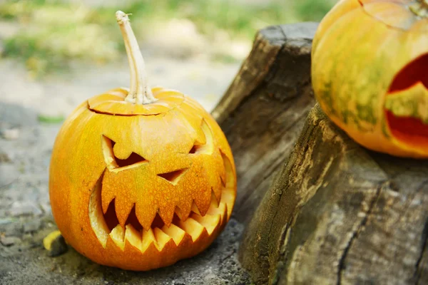 Pumpkins for holiday Halloween on old tree stump