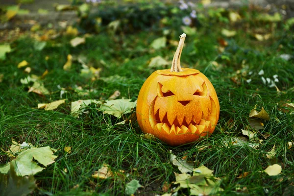Pumpkin for holiday Halloween on grass background — Stock Photo, Image