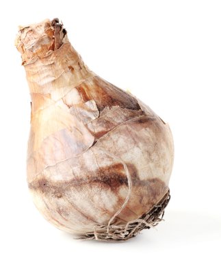 kahverengi çiçek ampul