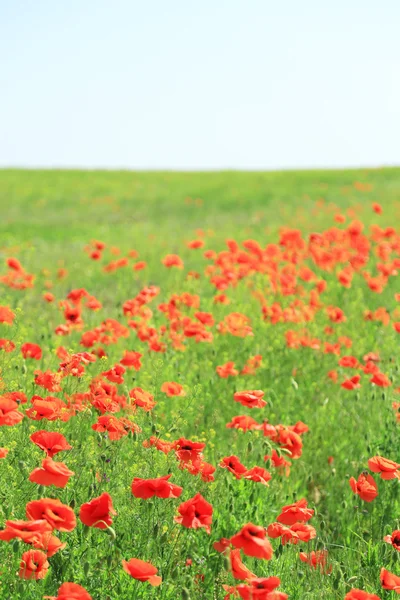 Beautiful poppy flowers in the field — Stock Photo, Image