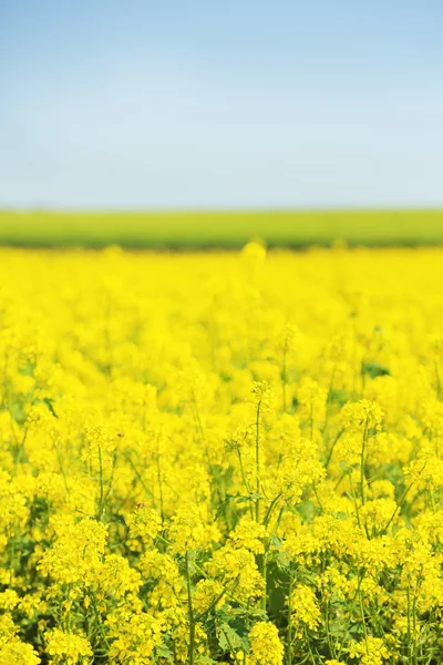 Schöner Raps auf dem Feld — Stockfoto