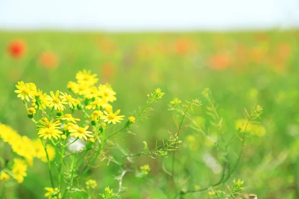 Belles fleurs de marguerite dans le champ — Photo